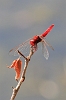 Scarlet_Darter_01